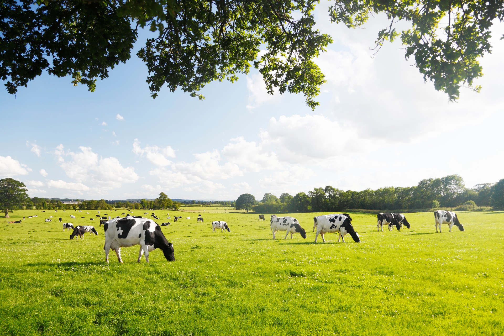 Vacas en un sitio que no es el cubillo pero podría serlo